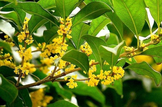 Naturalne organiczne liście Zdrowy zamiennik herbaty Czarna herbata osmantusa