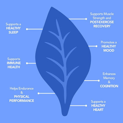 Suplementy diety OEM dla mężczyzn Ashwagandha Plus Magnesium Gummy Witamina Gummy